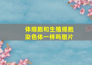 体细胞和生殖细胞染色体一样吗图片