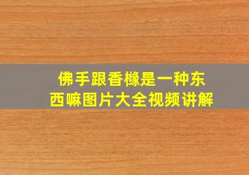 佛手跟香橼是一种东西嘛图片大全视频讲解