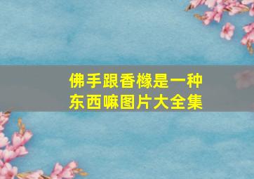 佛手跟香橼是一种东西嘛图片大全集