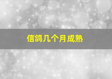 信鸽几个月成熟