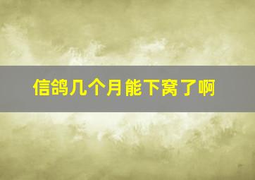 信鸽几个月能下窝了啊