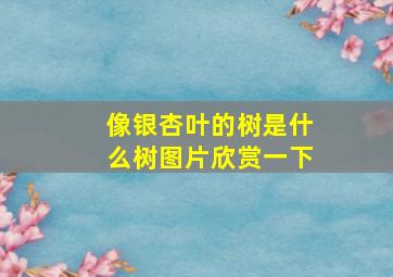 像银杏叶的树是什么树图片欣赏一下