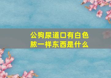 公狗尿道口有白色脓一样东西是什么