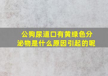 公狗尿道口有黄绿色分泌物是什么原因引起的呢