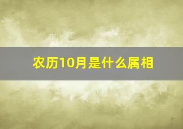 农历10月是什么属相