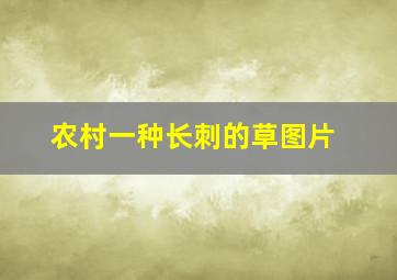 农村一种长刺的草图片