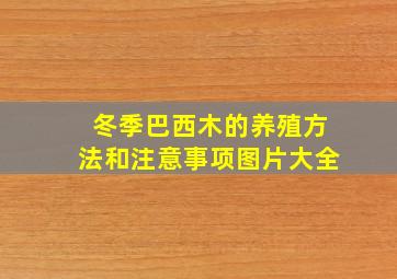 冬季巴西木的养殖方法和注意事项图片大全