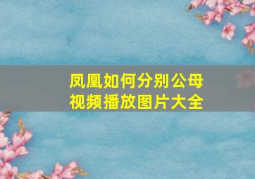 凤凰如何分别公母视频播放图片大全