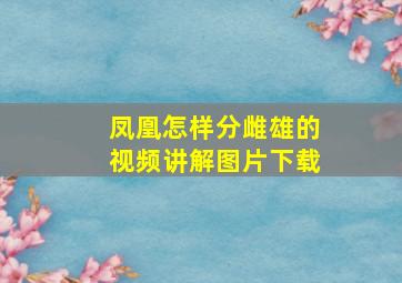 凤凰怎样分雌雄的视频讲解图片下载