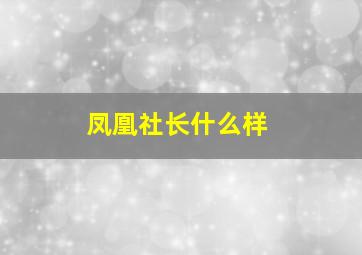 凤凰社长什么样