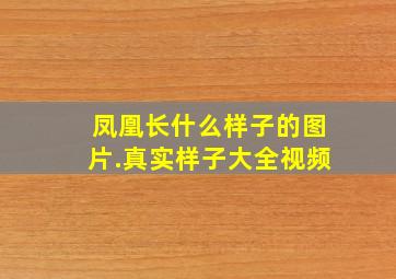 凤凰长什么样子的图片.真实样子大全视频