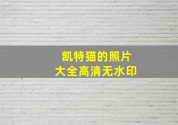 凯特猫的照片大全高清无水印