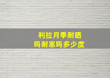 利拉月季耐晒吗耐寒吗多少度