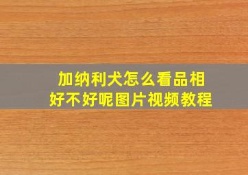 加纳利犬怎么看品相好不好呢图片视频教程