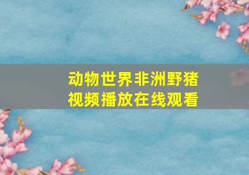 动物世界非洲野猪视频播放在线观看