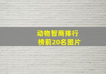 动物智商排行榜前20名图片