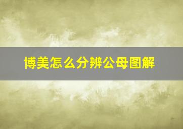 博美怎么分辨公母图解