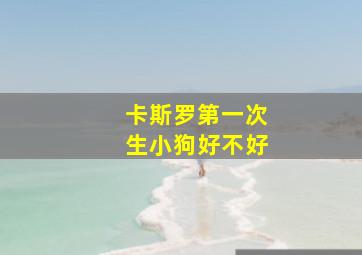 卡斯罗第一次生小狗好不好