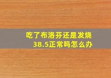 吃了布洛芬还是发烧38.5正常吗怎么办