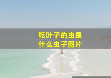 吃叶子的虫是什么虫子图片