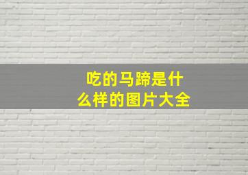 吃的马蹄是什么样的图片大全