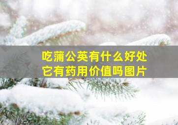 吃蒲公英有什么好处它有药用价值吗图片