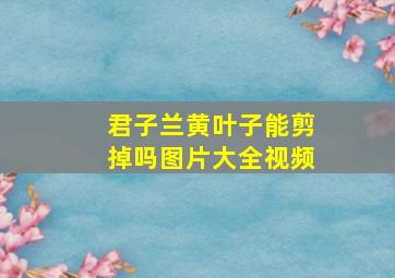 君子兰黄叶子能剪掉吗图片大全视频