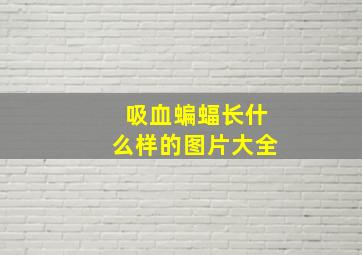 吸血蝙蝠长什么样的图片大全