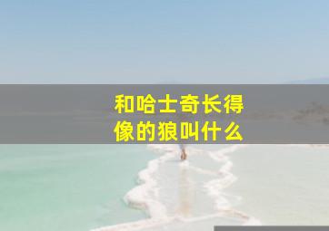 和哈士奇长得像的狼叫什么