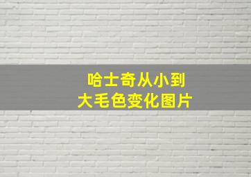 哈士奇从小到大毛色变化图片