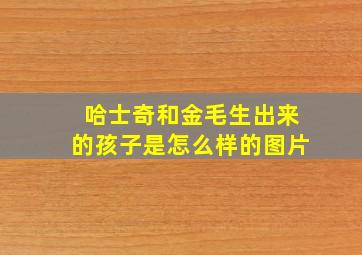 哈士奇和金毛生出来的孩子是怎么样的图片