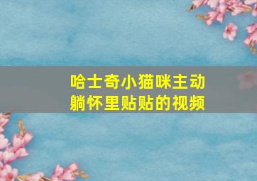 哈士奇小猫咪主动躺怀里贴贴的视频