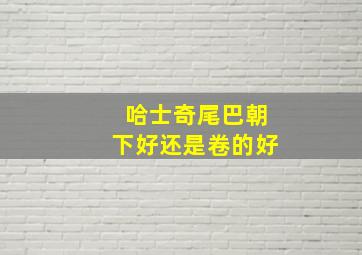 哈士奇尾巴朝下好还是卷的好