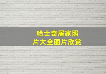 哈士奇居家照片大全图片欣赏