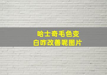 哈士奇毛色变白咋改善呢图片