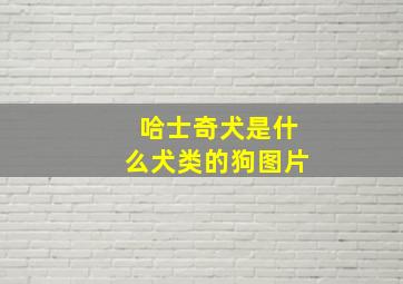 哈士奇犬是什么犬类的狗图片