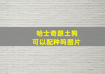 哈士奇跟土狗可以配种吗图片