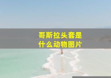 哥斯拉头套是什么动物图片