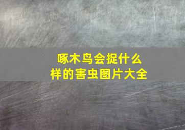 啄木鸟会捉什么样的害虫图片大全