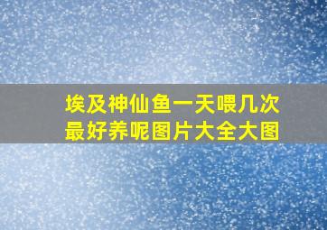 埃及神仙鱼一天喂几次最好养呢图片大全大图