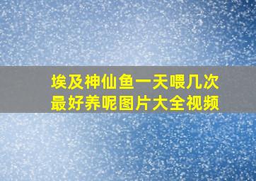 埃及神仙鱼一天喂几次最好养呢图片大全视频