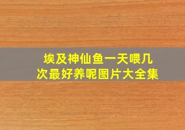 埃及神仙鱼一天喂几次最好养呢图片大全集