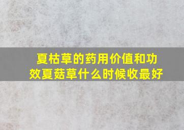 夏枯草的药用价值和功效夏菇草什么时候收最好