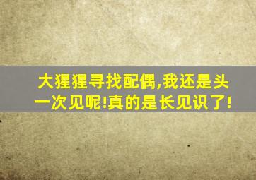 大猩猩寻找配偶,我还是头一次见呢!真的是长见识了!