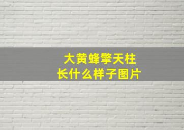 大黄蜂擎天柱长什么样子图片