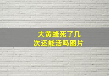 大黄蜂死了几次还能活吗图片