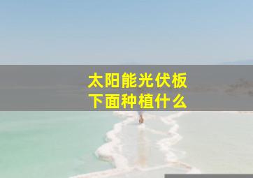 太阳能光伏板下面种植什么