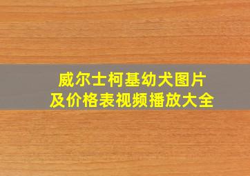 威尔士柯基幼犬图片及价格表视频播放大全