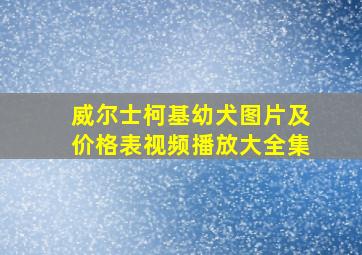 威尔士柯基幼犬图片及价格表视频播放大全集