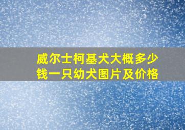 威尔士柯基犬大概多少钱一只幼犬图片及价格